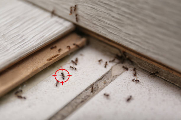 Trusted Minersville, PA Pest Control Experts
