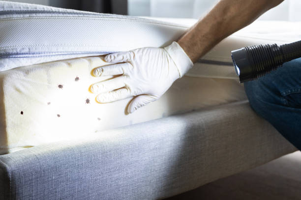 Best Flea Control Services  in Minersville, PA