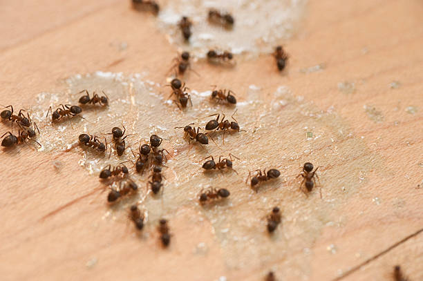 Best Residential Pest Control  in Minersville, PA