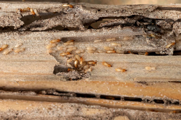 Best Pest Prevention Services  in Minersville, PA