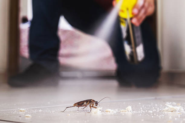 Best Rat Extermination Near Me  in Minersville, PA